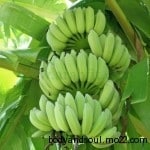 الموز فاكهة استوائية